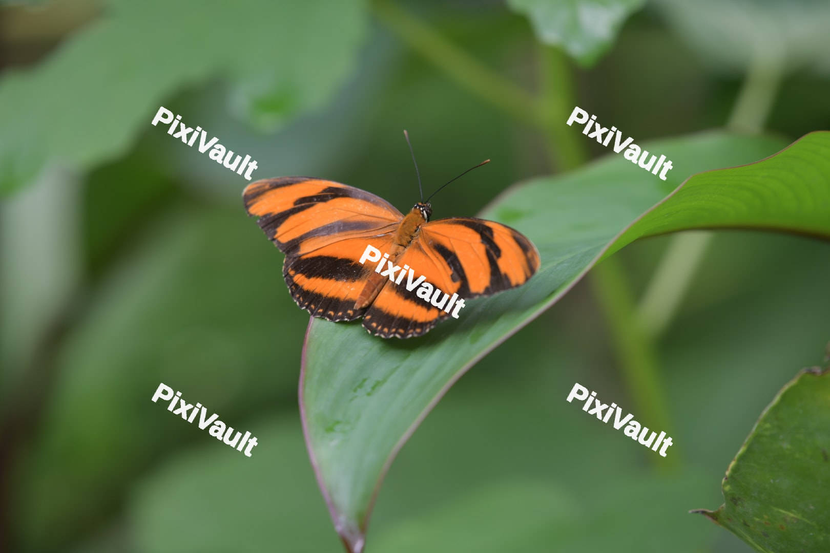 Dryadula phaetusa butterfly